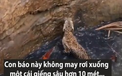 Cuộc giải cứu báo hoang mắc kẹt dưới giếng sâu ở Ấn Độ