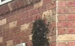 Choáng váng phát hiện tổ ong khủng mọc từ trong tường nhà
