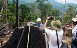 Bắt tạm giam đối tượng phá rừng phòng hộ ở Quảng Nam
