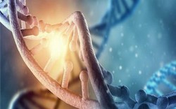 Trải nghiệm thời thơ ấu có thể thay đổi vĩnh viễn DNA