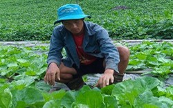 Làm giàu ở nông thôn: "Hot boy" làm vườn rau 200 triệu xanh đến "phát hờn"