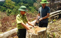 Bình Định: Huyện để phá rừng quy mô lớn sắp có trạm kiểm lâm tiền tỷ