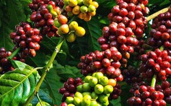Giá cà phê hôm nay 28.9: Cà phê Robusta chỉ tạm ngừng giảm, Tây Nguyên chạm đáy 42.000 đ/kg