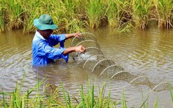 Cà Mau: Dốc sức giữ mô hình “con tôm ôm gốc lúa”