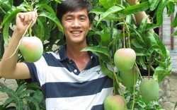 Vườn xoài Cam Lâm 60 tuổi, thân to ôm không xuể, cho trái chi chít