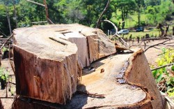 Phá rừng ở Bình Định: Doanh nghiệp lên tiếng kêu oan (?)