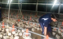 10 ngày mất ngủ chờ xuất gà sang Nhật: Con gà có giá nửa tỷ USD