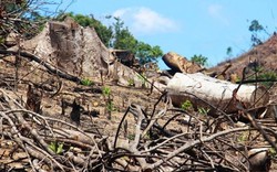 Bình Định: Gần 61ha rừng bị phá khi Hạt trưởng kiểm lâm bận đi học