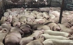 Giá lợn hôm nay 30.9: Thị trường TP.HCM rúng động sau vụ bơm thuốc vào 5.231 con lợn, giá thịt bán sỉ tăng lên 70.000 đ/kg