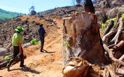 Hơn 60ha rừng biến mất ở Bình Định: Phải tìm được kẻ chủ mưu