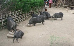 Chủ tịch UBND tỉnh Lai Châu: Kiểm tra khẩn vụ 7 triệu/con lợn giống