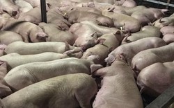 5.231 con lợn (heo) bị bơm thuốc an thần: Chỉ phạt 35 triệu đồng