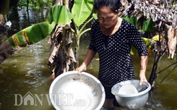Cà Mau: Sau 2 năm công nhận, dân xã nông thôn mới ở trong ngập lụt