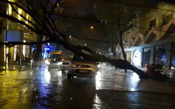 Sài Gòn mưa to, đường ngập, cây đổ chiều cuối tuần