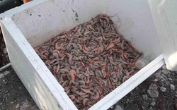 Hải Phòng: 200.000 con tôm chết sạch trong đêm do bị đầu độc