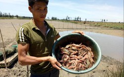 Thanh Hóa: Tôm sú chết đỏ đầm, người dân "khóc ròng" vì mất tiền tỷ