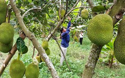 Quảng Nam: Biến làng xơ xác vì bão thành vườn cây trái xum xuê