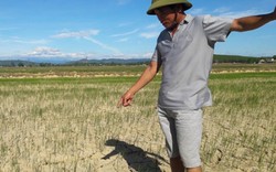 Nghệ An: Nắng nóng vượt ngưỡng 41 độ, đồng khô người héo