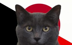 Mèo tiên tri Cassi dự đoán kết quả Bỉ vs Nhật Bản: Không phải bàn cãi