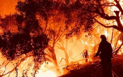 Tổng cục Lâm nghiệp gửi công điện "báo động" 12 cảnh báo cháy rừng