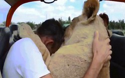 Khoảnh khắc sư tử rúc vào lòng du khách, ôm hôn như mèo