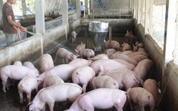 Nắng nóng kỷ lục 40 độ: Mất điện, nông dân nuôi lợn lo sốt vó