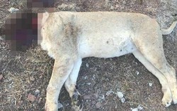 Hãi hùng cảnh 6 sư tử bị giết hại dã man để làm phép ở Nam Phi