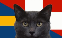 Mèo tiên tri Cassi dự đoán kết quả Thụy Điển vs Thụy Sĩ: Tin vui cho cửa dưới