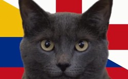 Mèo tiên tri Cassi dự đoán kết quả Colombia vs Anh: Sốc toàn tập