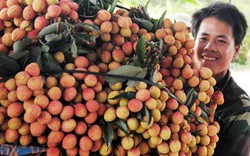 Vải thiều tươi sang Tây Úc, 240.000 đồng/kg người Việt vẫn thích mê