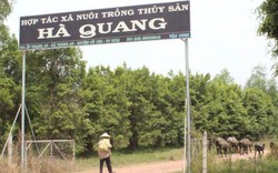 HTX Hà Quang tiếp tục phớt lờ lợi ích chính đáng của xã viên