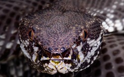 Hòn đảo "kinh dị" là nhà của hơn 20.000 con rắn độc