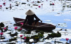 Ngẩn ngơ ngắm hoa súng nở tím hai bên dòng suối Yến