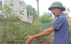 Phú Thọ: Vườn 3.000m2 trồng các loài hoa, mỗi năm thu 700 triệu đồng