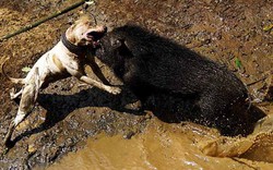 Man rợ đấu trường chó pitbull tử chiến lợn rừng ở Indonesia