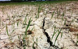 Thanh Hóa: Hàng trăm ha lúa sắp chết cháy vì nắng như thiêu đốt