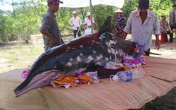 Cá voi “khủng” nặng 2 tạ “kiệt sức” dạt vào bờ biển Quảng Nam