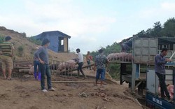 Giá heo hơi hôm nay 7/7: Chạm ngưỡng 53.000 đ/kg, lợn lậu Trung Quốc tràn vào Việt Nam