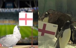 Dự đoán World Cup: Chim cánh cụt, vẹt, mèo chọn Anh thắng Thụy Điển
