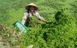 Lội ao hái rau nhút kiếm hơn triệu đồng mỗi ngày ở Sài Gòn