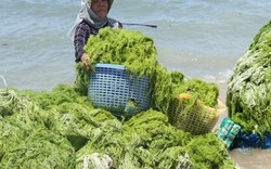 Ninh Thuận: Dân bất ngờ trúng lớn "lộc biển", mỗi ngày kiếm vài trăm ngàn