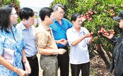 “Các nhà” chung tay, vải bay khắp chốn