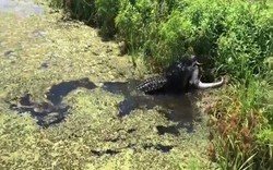 Video: Cá sấu khổng lồ phục kích, ăn thịt đồng loại ở Florida