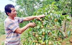 Lào Cai: Cây lê thấp tè sát đất mà trĩu trịt quả mọng