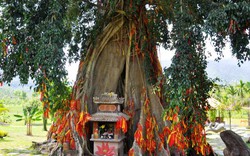 Đổ xô đến Khánh Hòa viết điều ước treo lên "cụ" mộc thần 500 tuổi