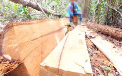 Kon Tum: Lâm tặc ngang nhiên đốn hạ cây, xẻ gỗ ngay tại rừng