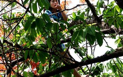 Hơn một giờ giải cứu cô gái 'ngáo đá' la hét trên cây