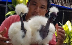 CLIP: Cực lạ loài gà có cổ như rắn "hớp hồn" giới nhà giàu Việt Nam
