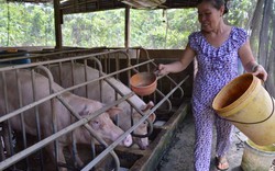 Giá heo hơi hôm nay 11/7: Phó Thủ tướng yêu cầu Bộ NNPTNT thận trọng, chưa cho tái đàn ồ ạt