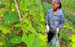 Tuân thủ trồng rau hữu cơ “6 không”, nông dân Sóc Sơn thu lãi cao